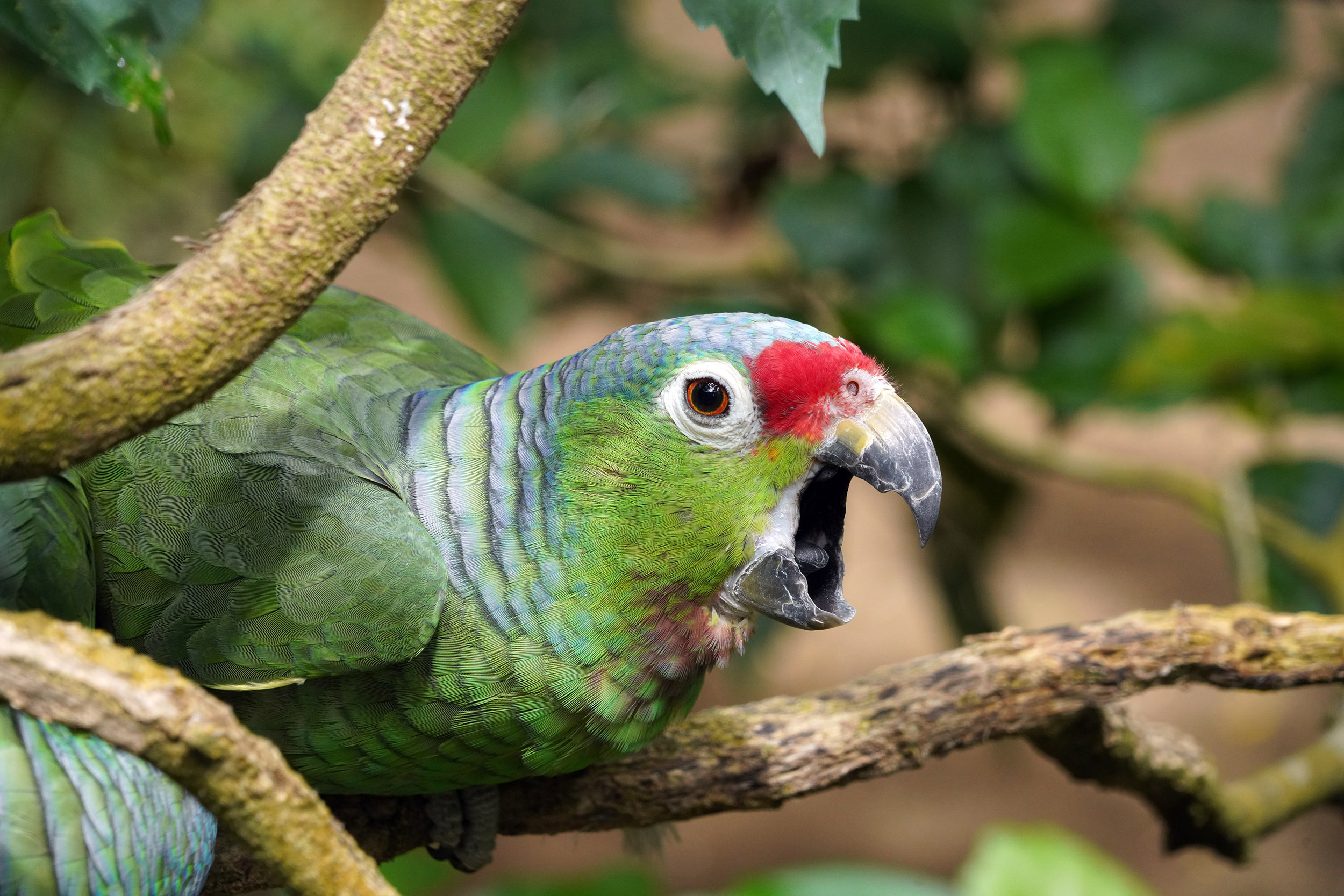 Costa Rica - Février 2025